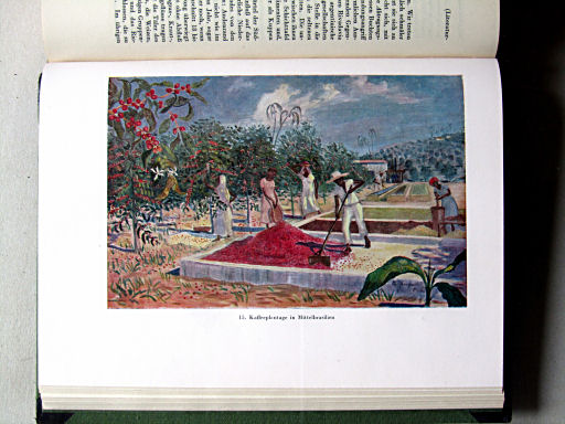 Länderkunde, Handbuch zum Stieler (1926)
15. Kaffeplantage in Mittelbrasilien